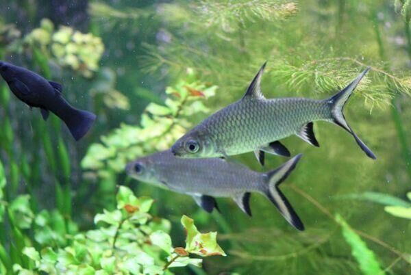 Imagem do Peixe Bala